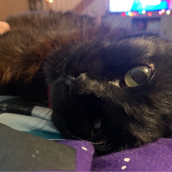 Meet your Posher, Emily - Picture 4 of 4